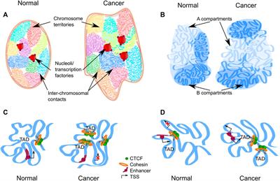 Multilevel view on chromatin architecture alterations in cancer